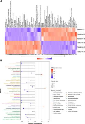 CircFOXO3 upregulation mediates the radioresistance of glioblastoma by affecting cellular metabolome